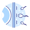 Pregnancy Sperms 3 Illustration from UX Duotone Set