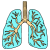Lungs illustration - Free transparent PNG, SVG. No sign up needed.