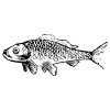 Fish element - Free transparent PNG, SVG. No sign up needed.