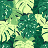 Monstera Element from Backgrounds - Seamless Set