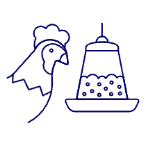 Chicken Eating Illustration from UX Line Set