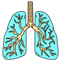 Lungs Illustration from London Set