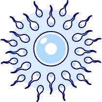 Pregnancy Sperms 1 Illustration from UX Duotone Set