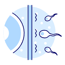 Pregnancy Sperms 3 Illustration from UX Duotone Set