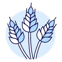 Wheat Illustration from UX Duotone Set