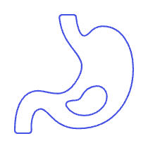 Stomach 1 Illustration from UX Line Set