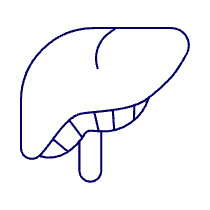 Liver Illustration from UX Line Set