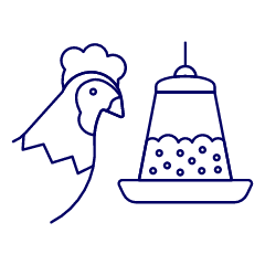 Chicken Eating Illustration from UX Line Set