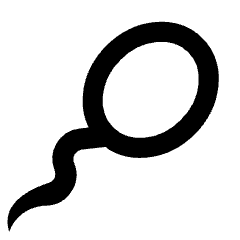 Minimal line icon of an oval sperm cell with a curved tail. Used for fertility, reproductive health, and medical apps.