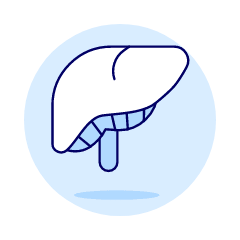 Liver Illustration from UX Duotone Set