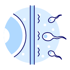 Pregnancy Sperms 3 Illustration from UX Duotone Set