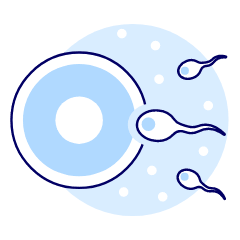 Pregnancy Sperms 4 Illustration from UX Duotone Set