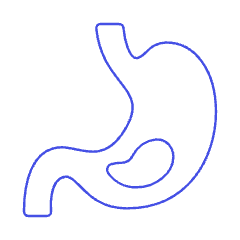 Stomach 1 Illustration from UX Line Set