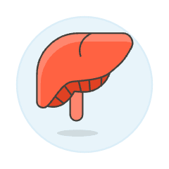 Liver Illustration from UX Colors Set