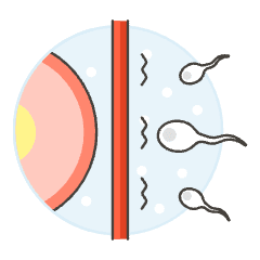 Pregnancy Sperms 3 Illustration from UX Colors Set