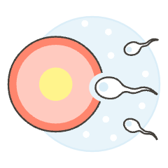 Pregnancy Sperms 4 Illustration from UX Colors Set