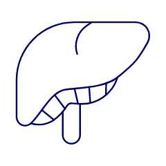 Liver Illustration from UX Line Set