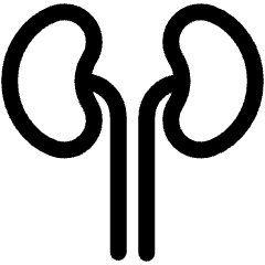 Kidney 1 Icon from Ultimate Regular Set