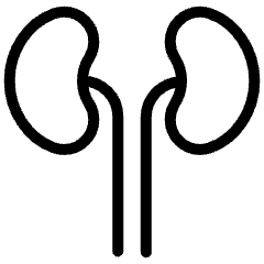 Kidney 1 Icon from Ultimate Light Set