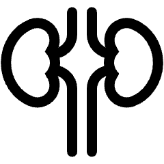 Kidney 2 Icon from Ultimate Regular Set