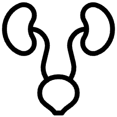 Urinary System Icon from Ultimate Light Set