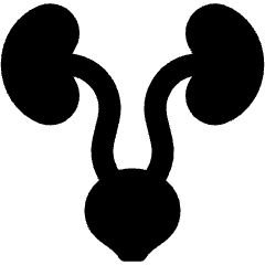 Urinary System Icon from Ultimate Bold Set