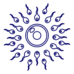Pregnancy Sperms 1 Illustration from UX Line Set
