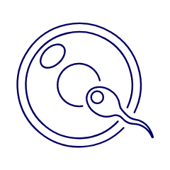 Pregnancy Sperms 2 Illustration from UX Line Set