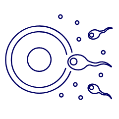 Pregnancy Sperms 4 Illustration from UX Line Set