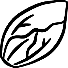 Vegetables Long Cabbage Icon from Freehand Set