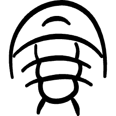 Pre Historic Animal Horseshoe Crab Icon from Freehand Set