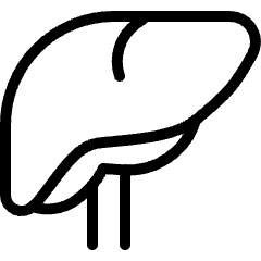 Medical Specialty Liver Icon from Ultimate Light Set