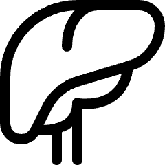 Medical Specialty Liver Icon from Ultimate Regular Set