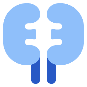 Kidney Nephrology Icon from Core Flat Set