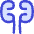 Kidney Nephrology Icon from Flex Duo Set