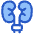 Urology Unirary Tract Icon from Plump Duo Set