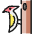 Wild Bird Woodpecker icon - Free transparent PNG, SVG. No sign up needed.
