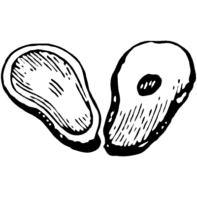 Avocado Element from Vintage Illustrations Set