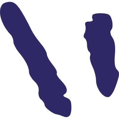 Lines Quote 2 Element from Inked Shapes Set