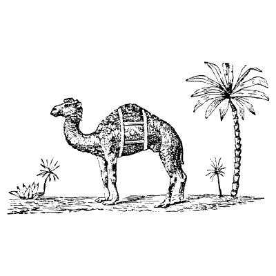 Camel Element from Vintage Illustrations Set