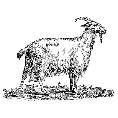 Goat Element from Vintage Illustrations Set