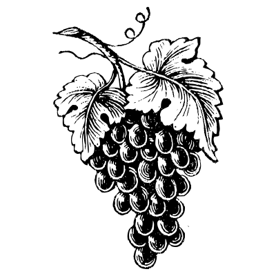 Grapes 1 Element from Vintage Illustrations Set