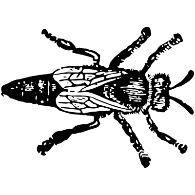 Insect 1 Element from Vintage Illustrations Set