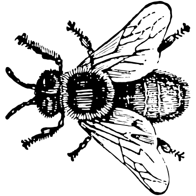 Insect 4 Element from Vintage Illustrations Set