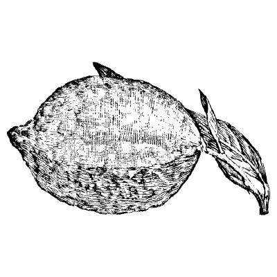 Lemon Element from Vintage Illustrations Set