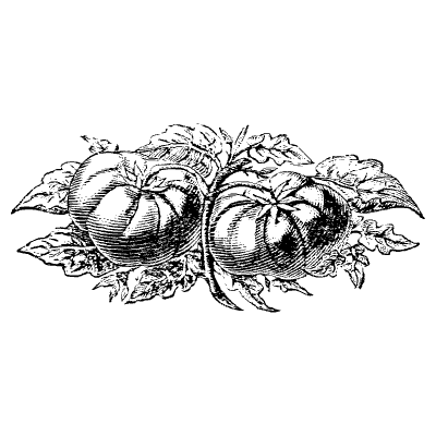 Tomato Element from Vintage Illustrations Set