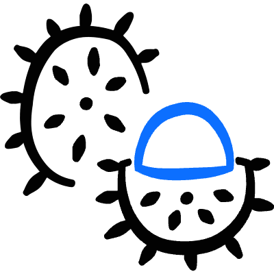 Fruit Rambutan Slice 1 Icon from Freehand Duotone Set