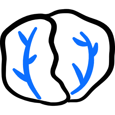 Vegetables Cabbage 1 Icon from Freehand Duotone Set