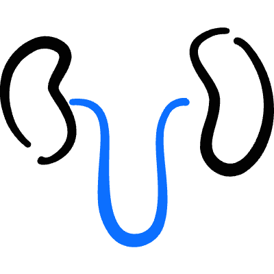 Medical Specialty Kidney Icon from Freehand Duotone Set