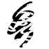 Shape Abstract Scratch Horizontal Element from Organic Shapes - Texturized Set